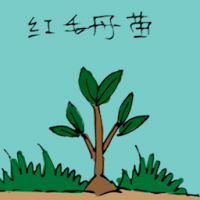 红毛丹苗 rambutan seedling