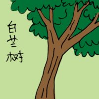 白兰树 tree