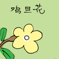 鸡旦花 plumeria flower