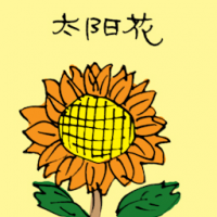 太阳花 sunflower