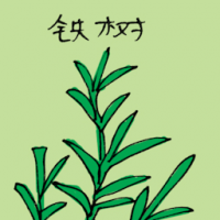 铁树 monkey flower
