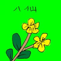 八仙 hydrangea flower