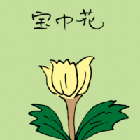 宝巾花 bougainvillea