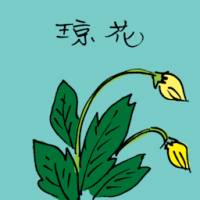 琼花 rare flower