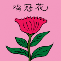 鸡冠花 cockscomb