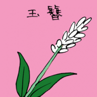 玉簪 hyacinth