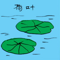 荷叶 water lily
