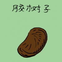 胶树子,橡胶种子 rubber tree seeds