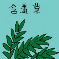 含羞草 mimosa