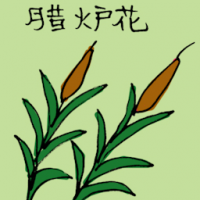 蜡烛花 candle flower