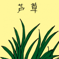 芦草 reed