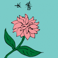 长春 periwinkle