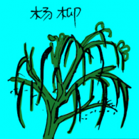 杨柳 willow tree
