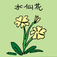 水仙 yellow narcissus flower