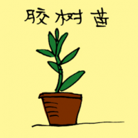 橡胶树苗 young rubber tree