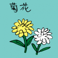 菊花 chrysanthemum