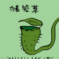 猪笼草 nepenthes plant