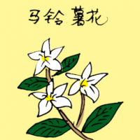 马铃薯花 white potato flower