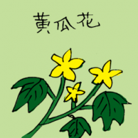 黄瓜花 cucumber flower