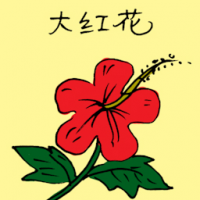 大红花 hibiscus