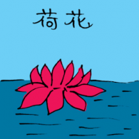 荷花 red water lilly