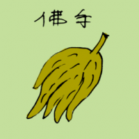 佛手 buddha's hand