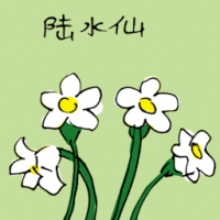 陆水仙 white narcissus