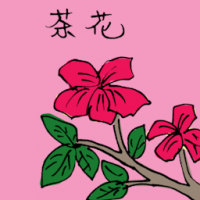 茶花 camellia