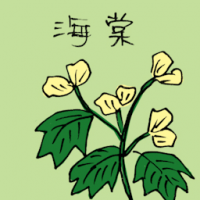海棠 begonia