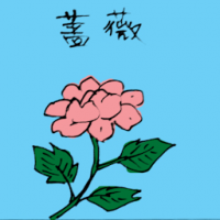 蔷薇 pink rose