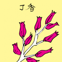 丁香 clove