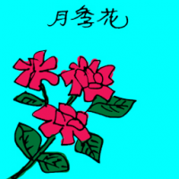 月季花 china rose