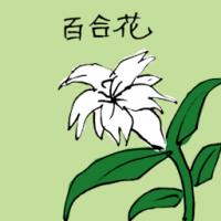 百合花 white lily
