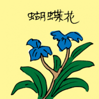 蝴蝶花 iris
