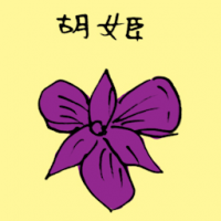 胡姬 orchid