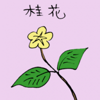 桂花 osmanthus