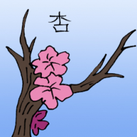 杏 apricot
