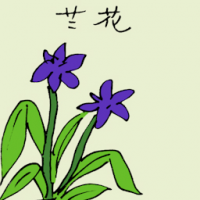兰花 purple orchid