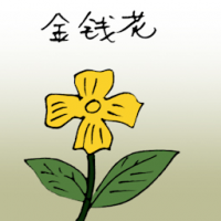 金钱花 daisy