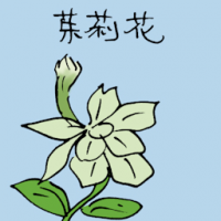 茉莉花 jasmine