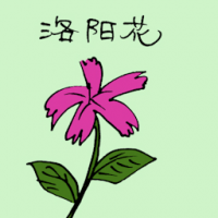 洛阳花 chinese pink