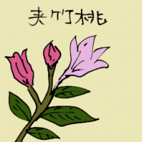 夹竹桃 nerium