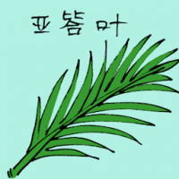 亚答叶 atap leaf