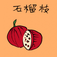 石榴果 pomegranate