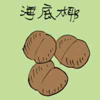海底椰 sea coconut