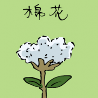 棉花 cotton
