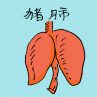猪肺 pork lungs