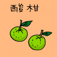 酸柑 lime