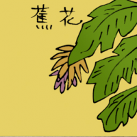 蕉花 banana flower