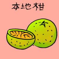 本地柑 local lime